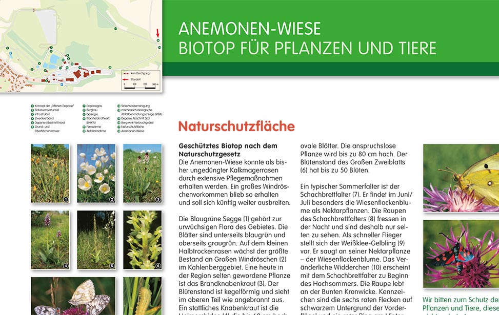 Schautafel Anemonen Wiese