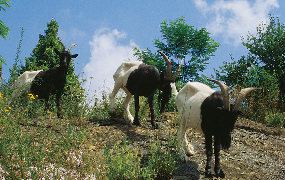 Tiere Kahlenberg Ringsheim