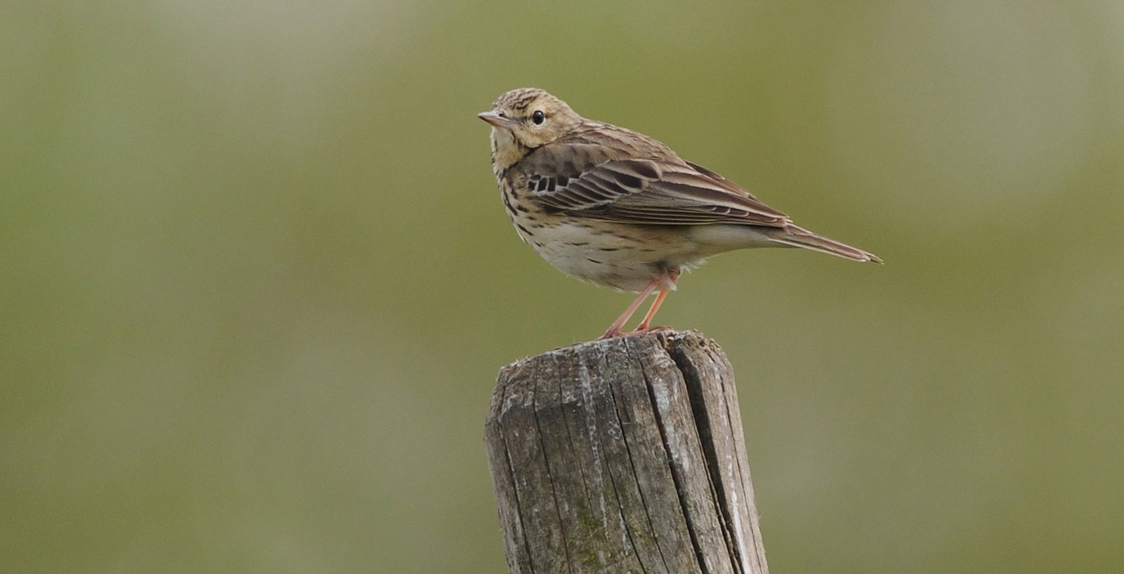 Blumen Scvhmetterlinge Kahlenberg Ringsheim