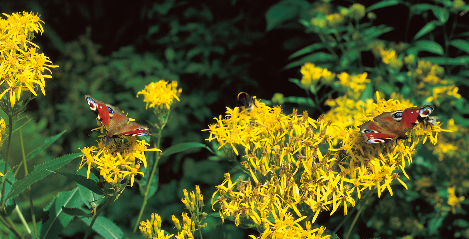 Vogle Kahlenberg Ringsheim